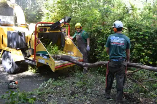 tree services Rodeo